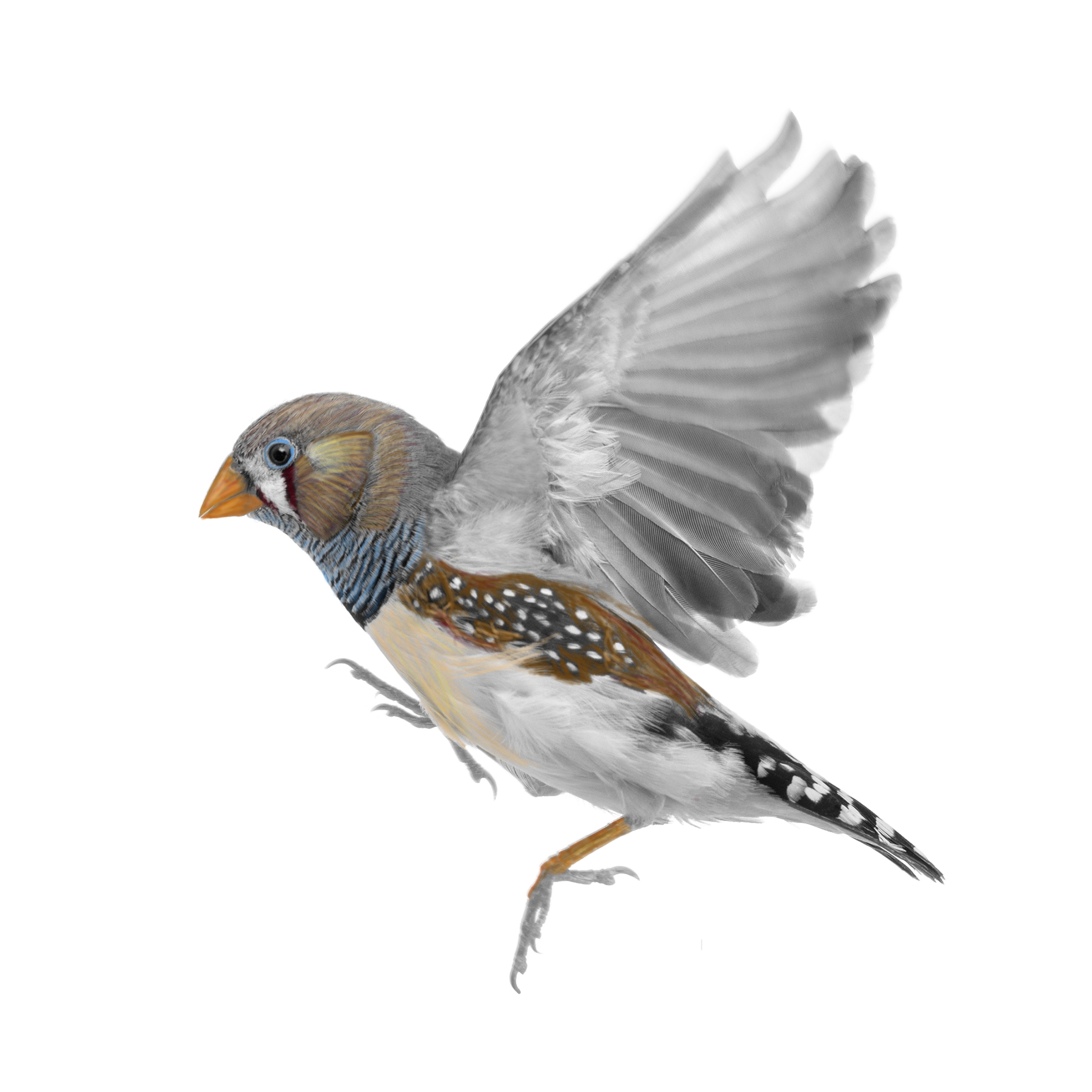 Partially Colored Finch