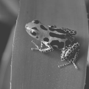 Dart Frog