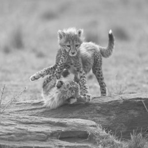 Cheetah Cubs