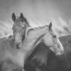 Two Horses