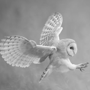 Barn Owl