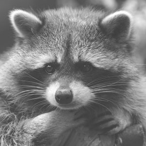 Raccoon